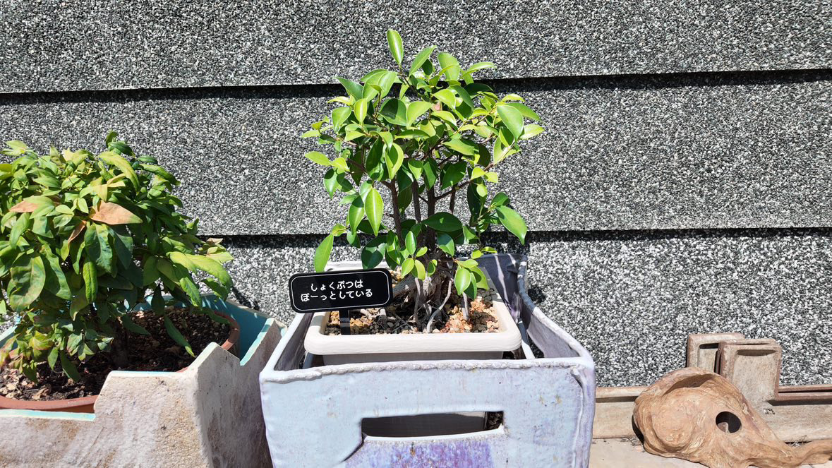 植物にさす看板