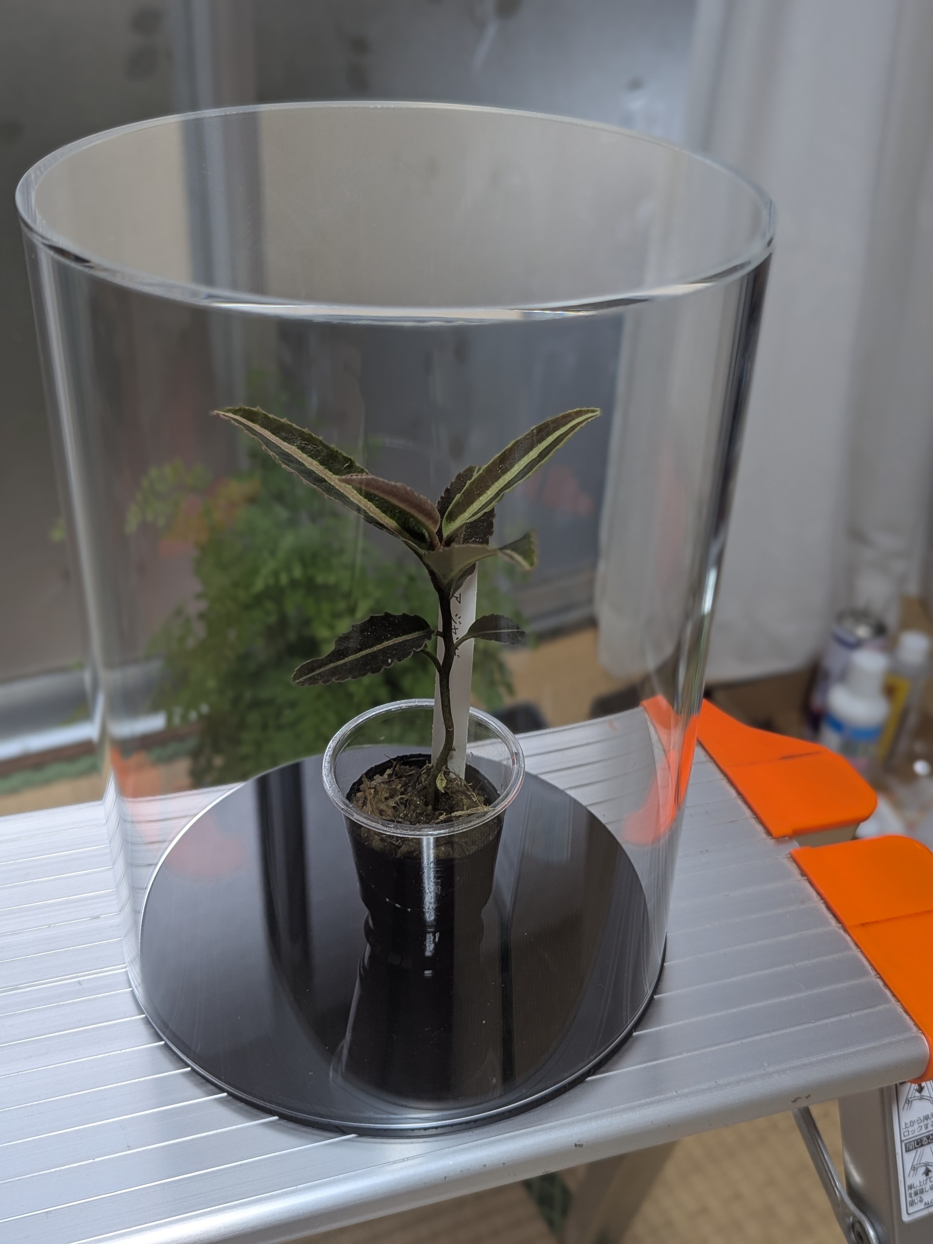 観葉植物の保湿